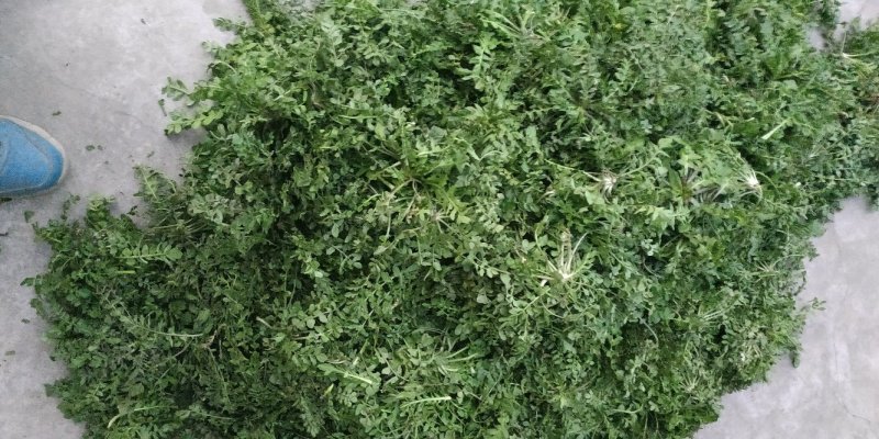 野生荠菜-产地现挖商超**代收代购欢迎来电