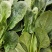 大叶铁杆菠菜叶片平展厚实