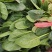 大叶铁杆菠菜叶片平展厚实
