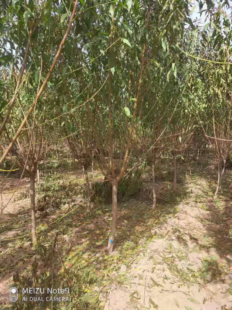 红叶碧桃红花碧桃碧桃基地直销