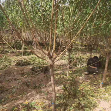 红叶碧桃红花碧桃碧桃基地直销