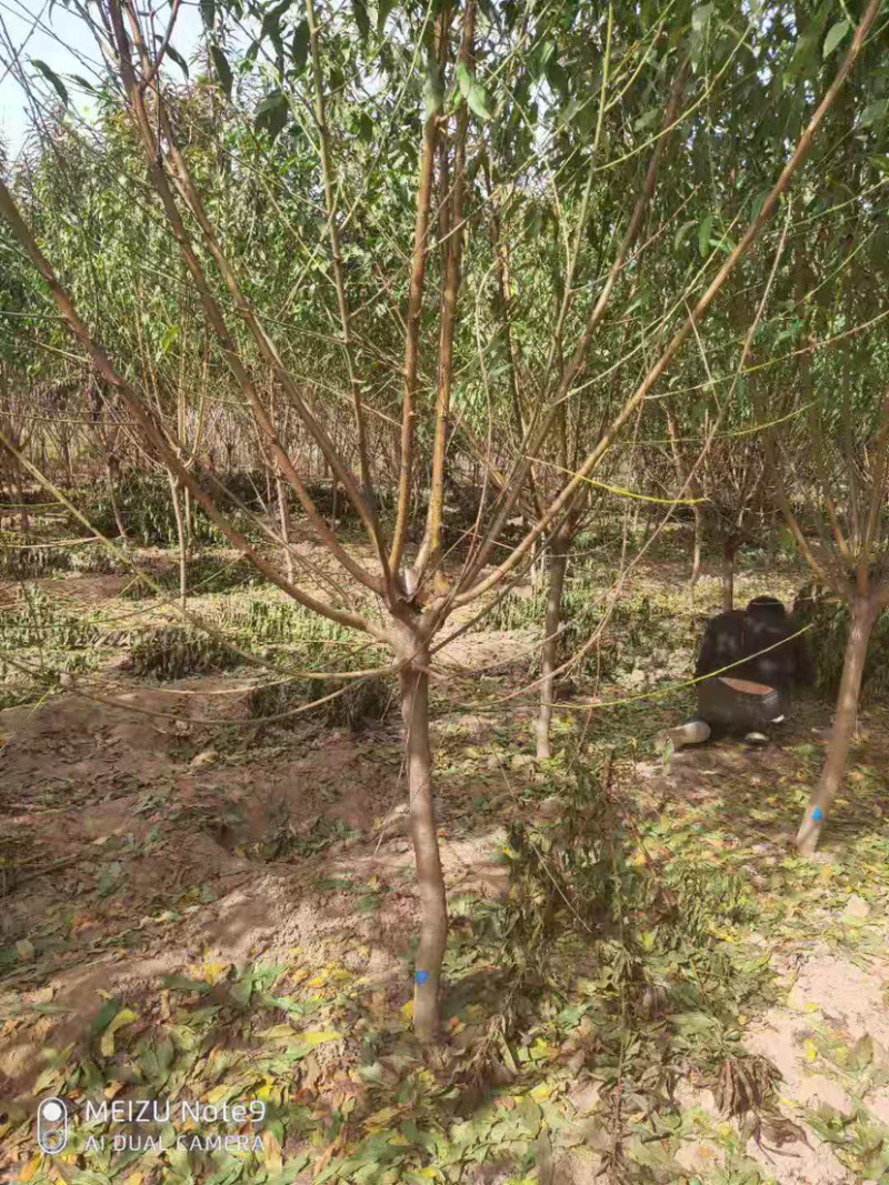 红叶碧桃红花碧桃碧桃基地直销