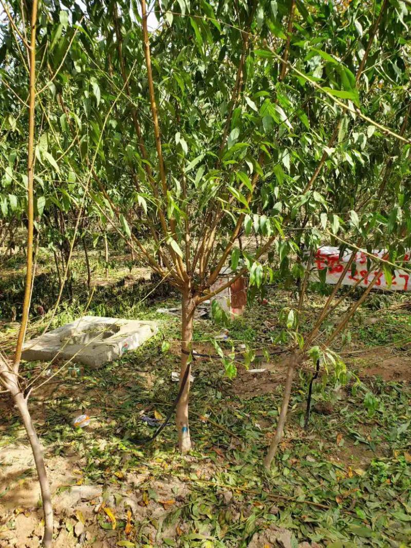 红叶碧桃红花碧桃碧桃基地直销