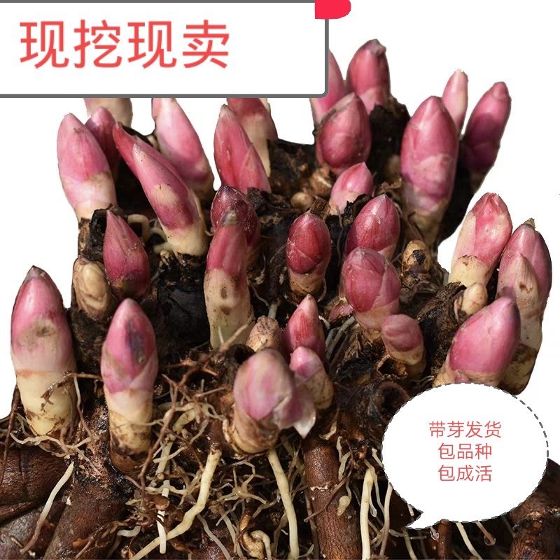 芍药花室内外四季花苗盆栽花卉庭院芍药根块种球适合春天种的