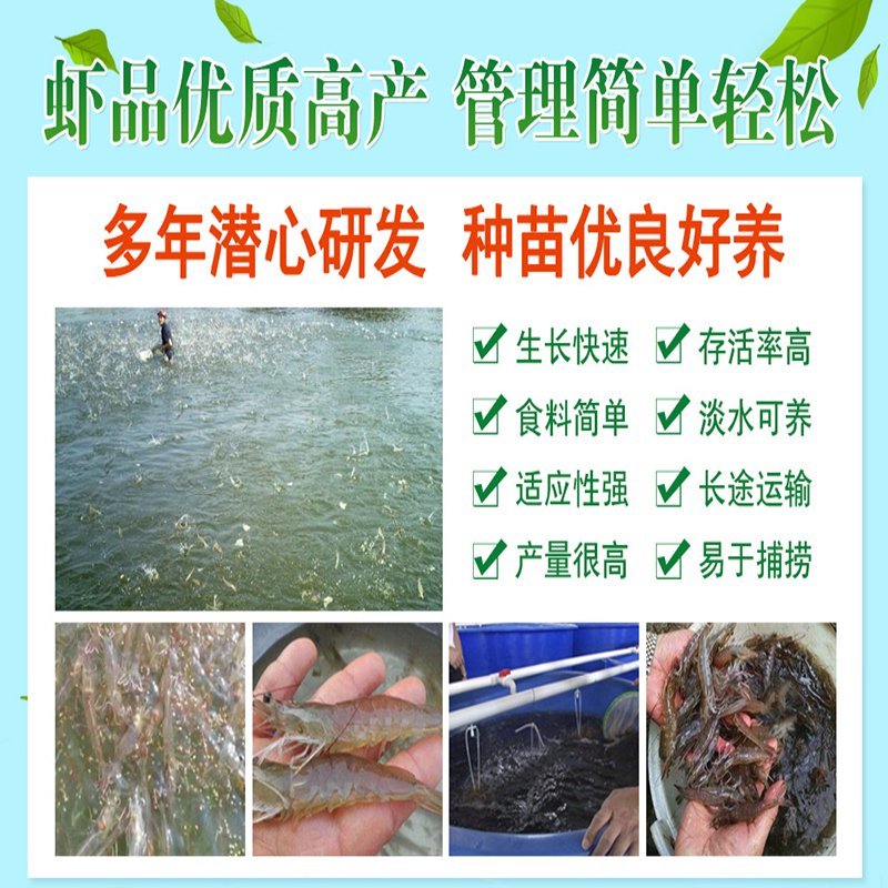 渔场直供一代快大南美白对虾苗工厂化养殖白对虾苗技术指导