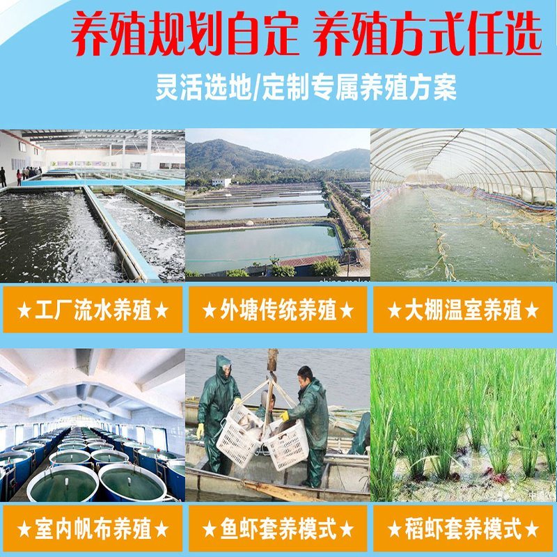 渔场直供一代快大南美白对虾苗工厂化养殖白对虾苗技术指导