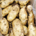 精品土豆🥔一手货源✔产地直供✔量大从优✔合作共赢✔