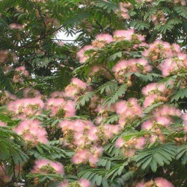 合欢树芙蓉花树园林绿化