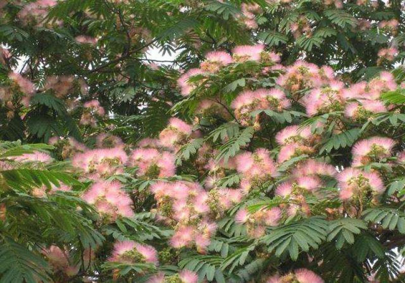 合欢树芙蓉花树园林绿化