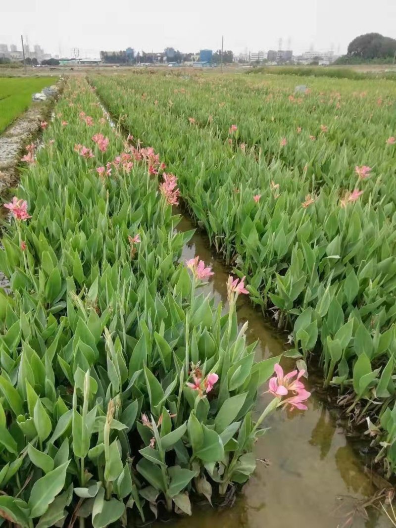 美人蕉水生植物美人蕉绿化工程基地直供