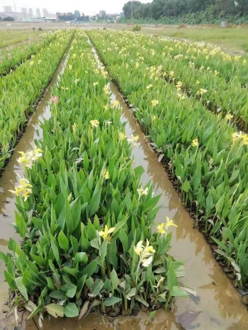 美人蕉水生植物美人蕉绿化工程基地直供