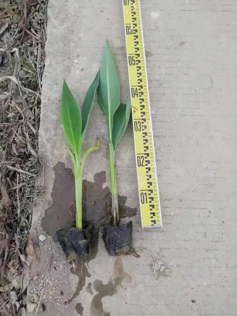 美人蕉水生植物美人蕉绿化工程基地直供