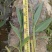 美人蕉水生植物美人蕉绿化工程基地直供