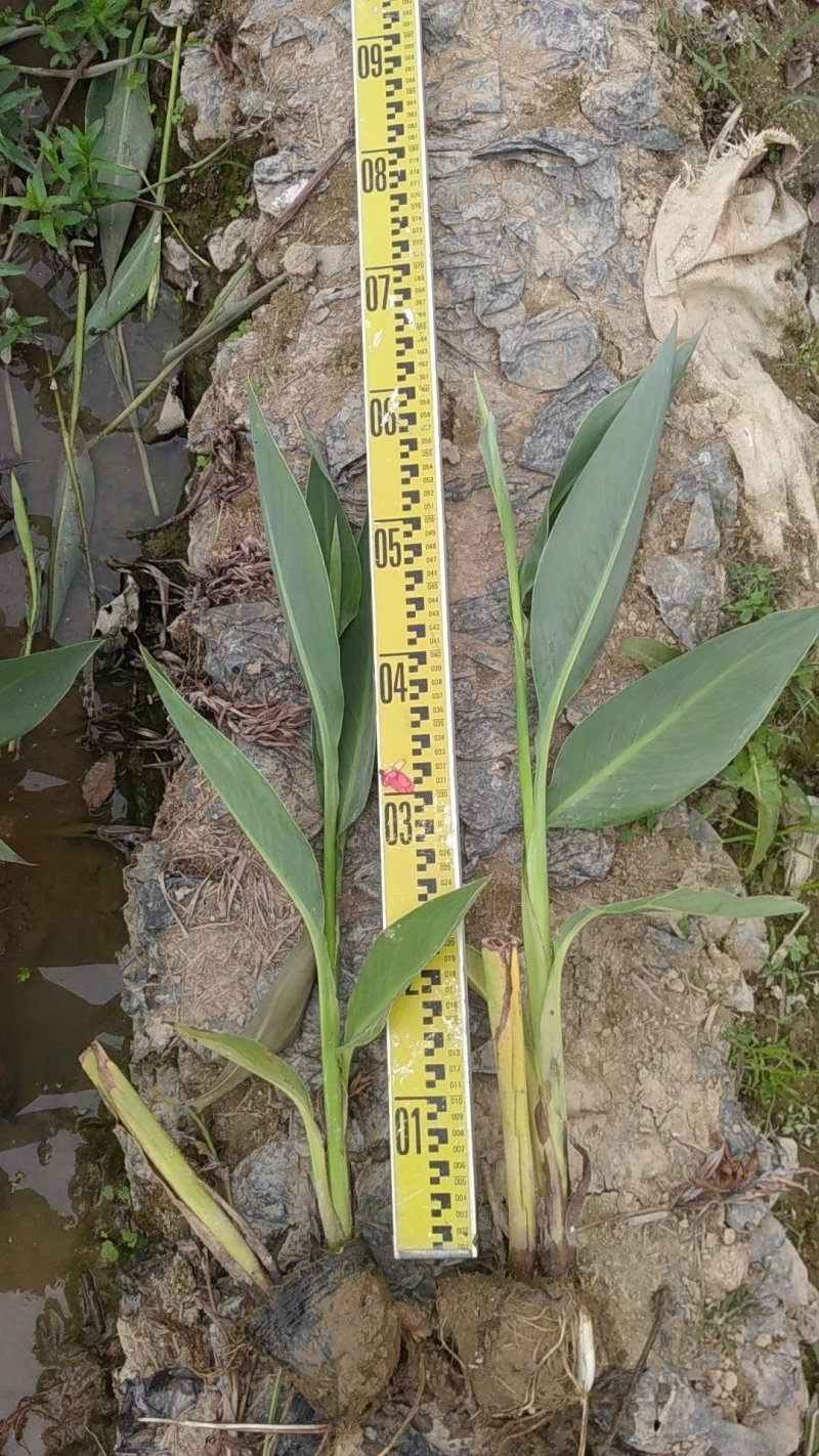 美人蕉水生植物美人蕉绿化工程基地直供