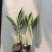 美人蕉水生植物美人蕉绿化工程基地直供