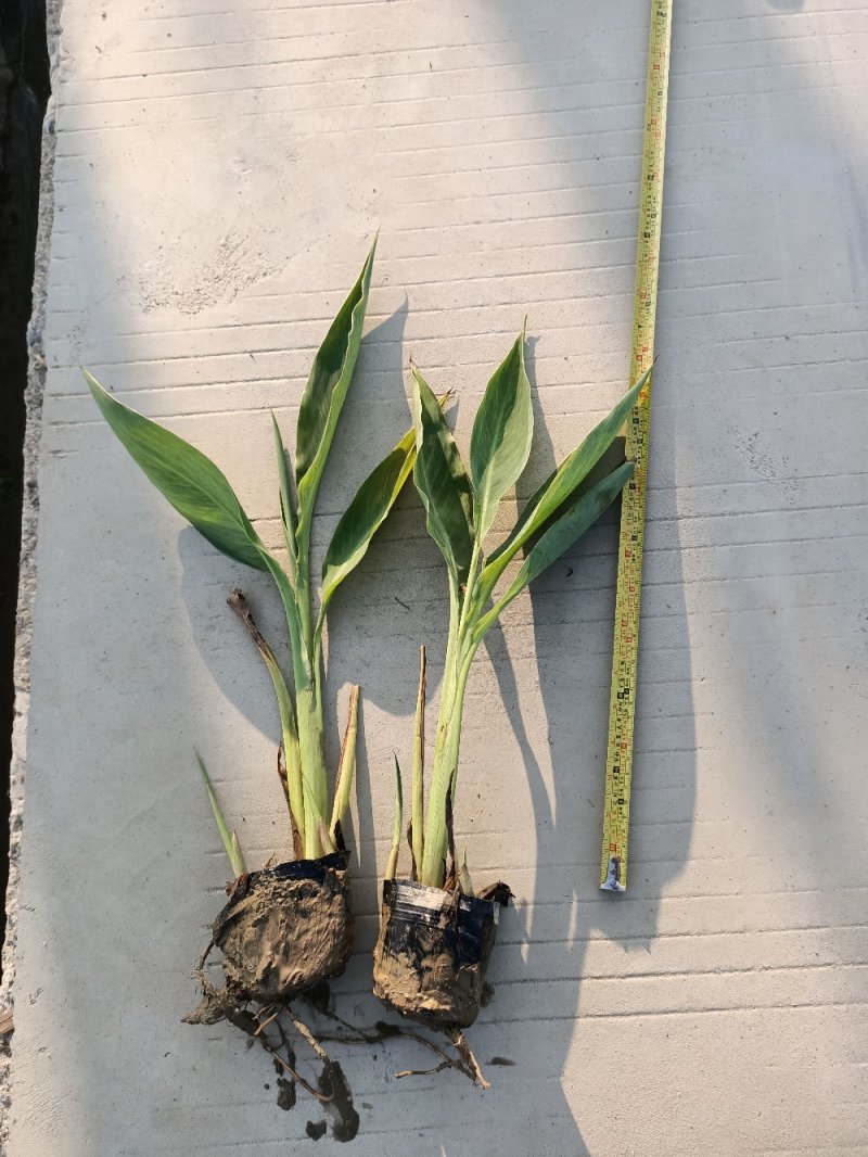 美人蕉水生植物美人蕉绿化工程基地直供