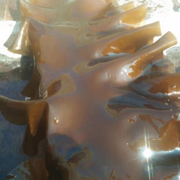 鲜海带鲜品菜深海养殖质量好厂家直发欢迎洽谈