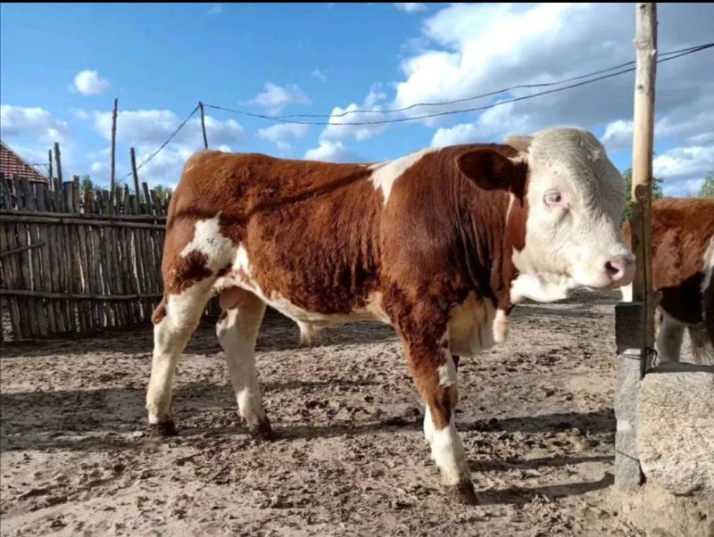 西门塔尔牛肉牛价格便宜想发家致富养殖肉牛犊西门塔尔牛