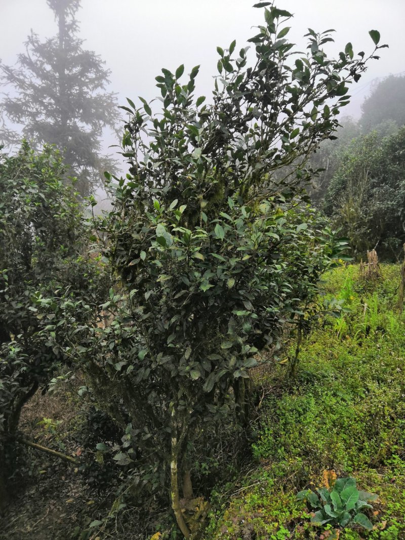 老树茶茶花