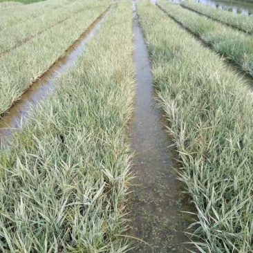 花叶芦竹水生植物花叶芦竹绿化袋苗基地直供