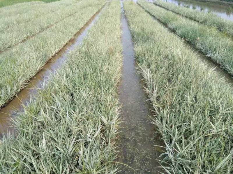 花叶芦竹水生植物花叶芦竹绿化袋苗基地直供