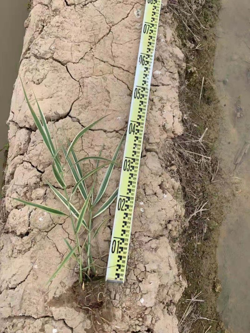 花叶芦竹水生植物花叶芦竹绿化袋苗基地直供