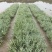 花叶芦竹水生植物花叶芦竹绿化袋苗基地直供