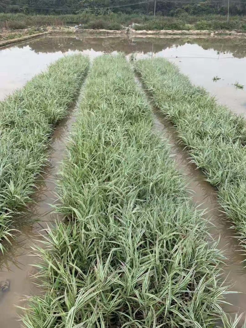 花叶芦竹水生植物花叶芦竹绿化袋苗基地直供