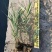 花叶芦竹水生植物花叶芦竹绿化袋苗基地直供