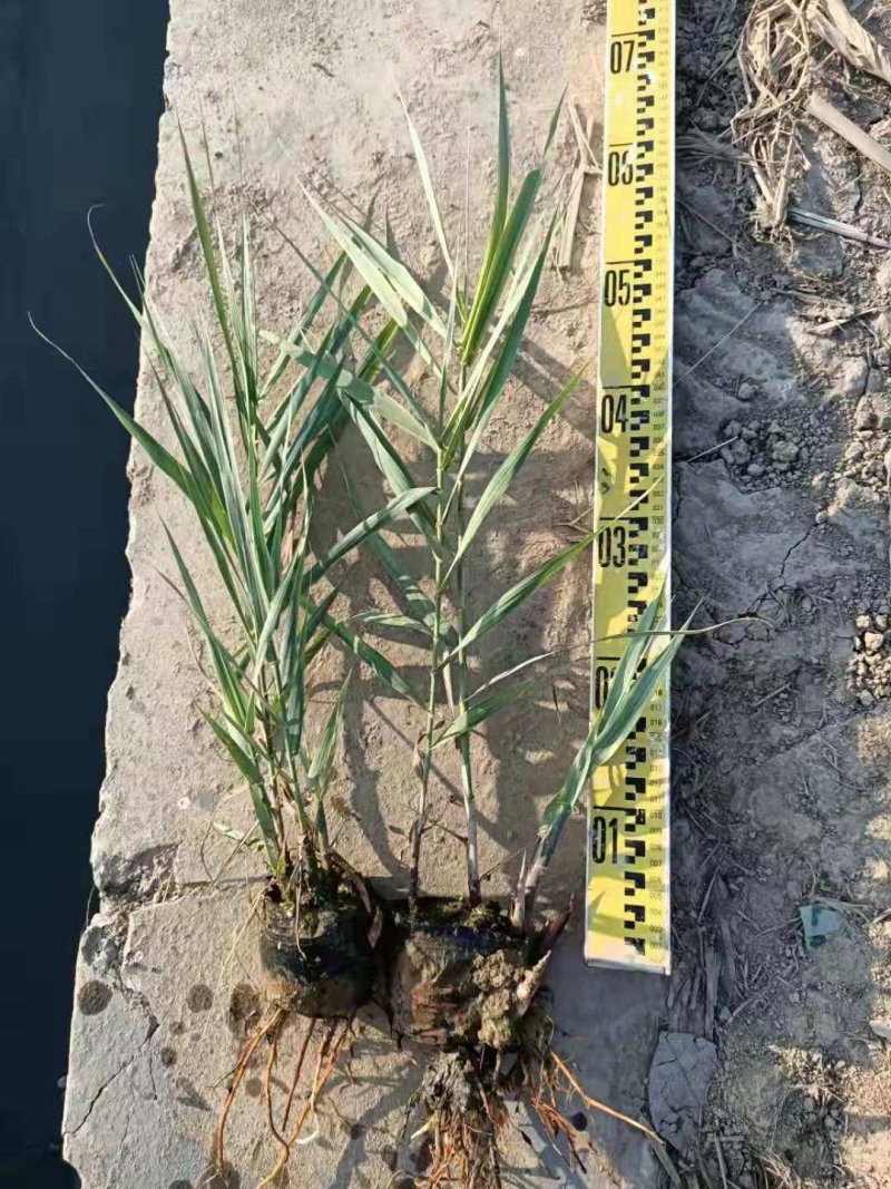 花叶芦竹水生植物花叶芦竹绿化袋苗基地直供