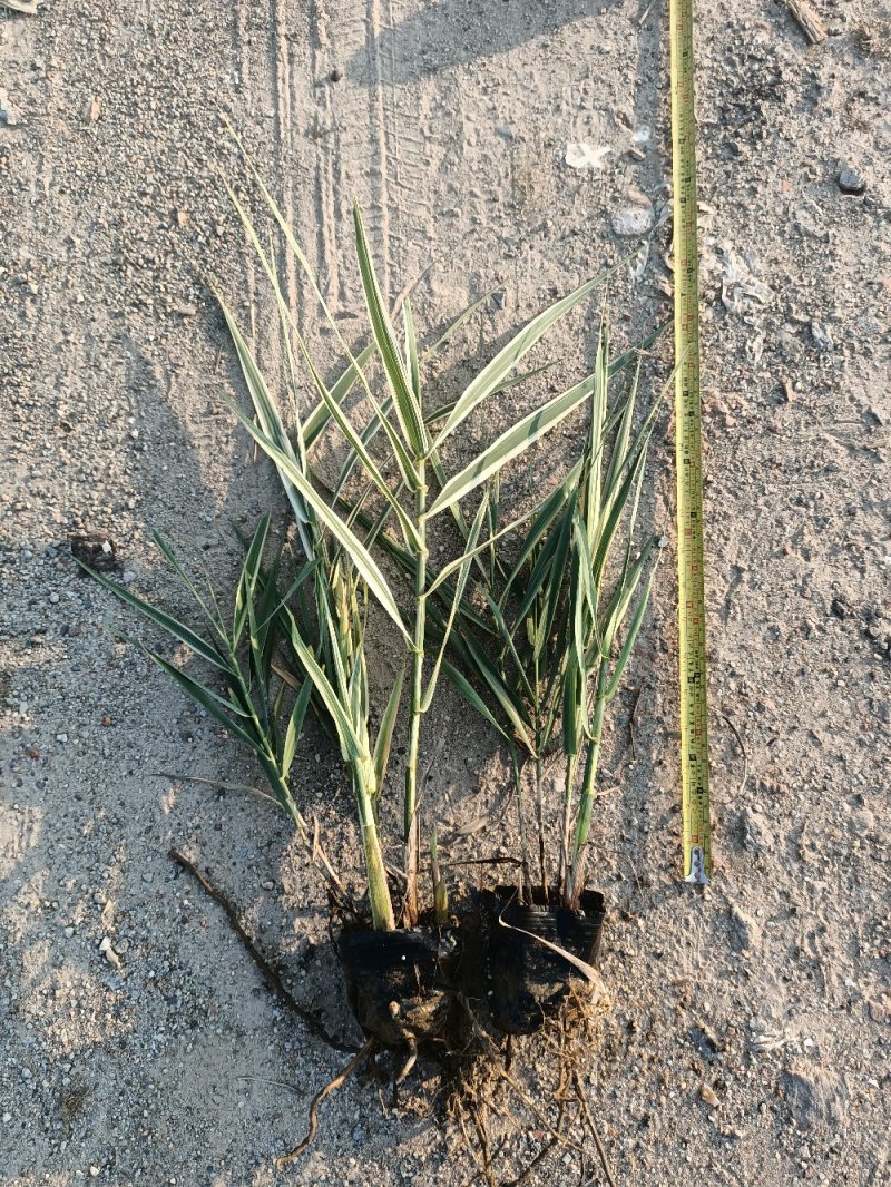 花叶芦竹水生植物花叶芦竹绿化袋苗基地直供
