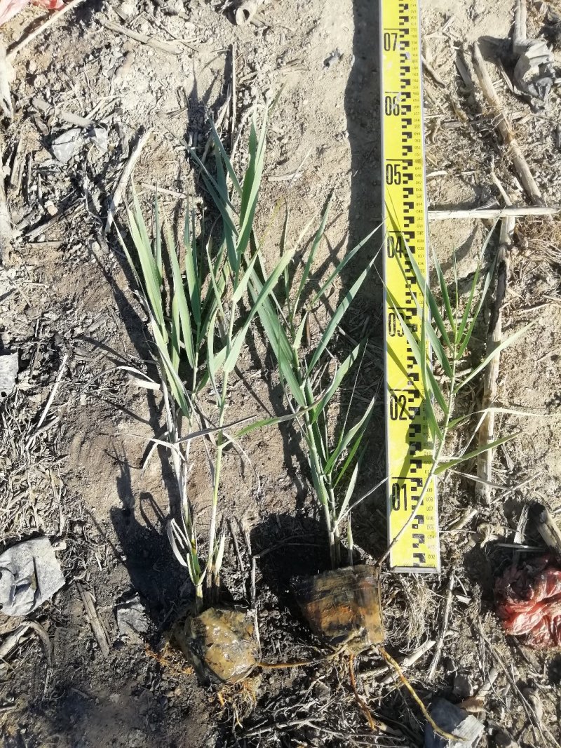 花叶芦竹水生植物花叶芦竹绿化袋苗基地直供