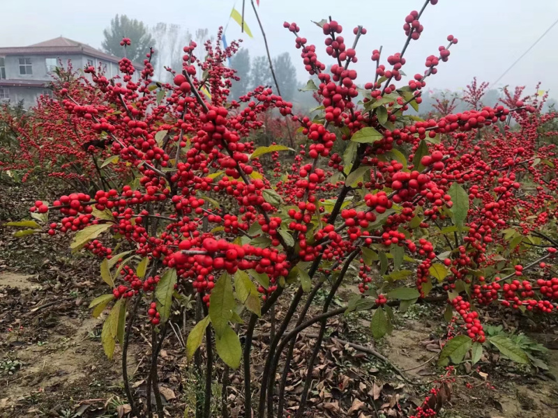 北美冬青1到6年苗绿化，盆栽切枝花卉包活