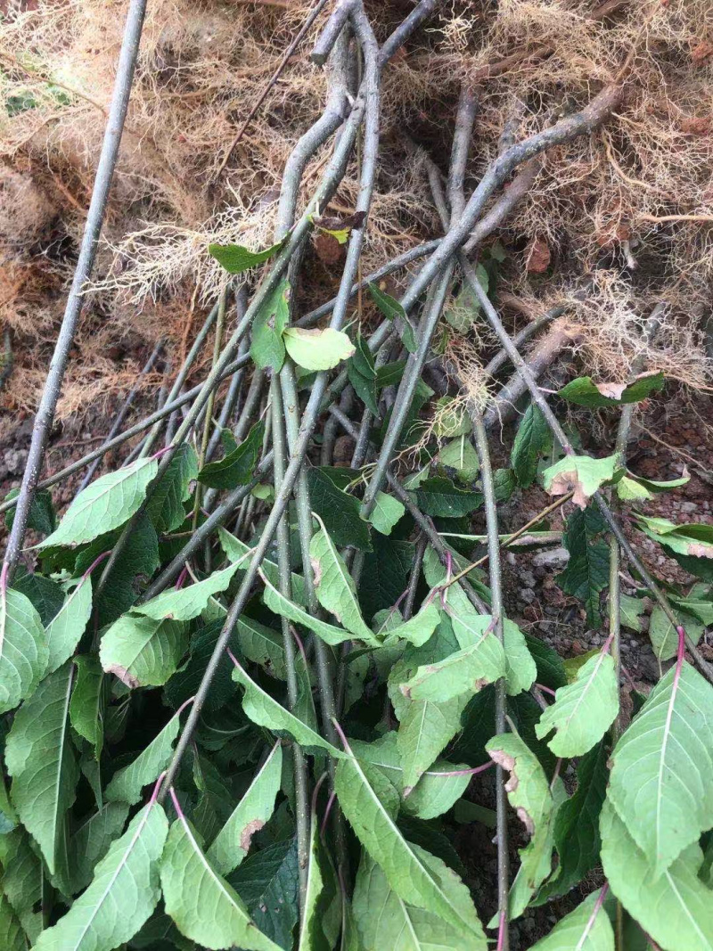 北美冬青1到6年苗绿化，盆栽切枝花卉包活