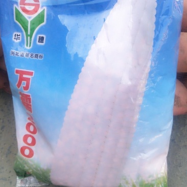 正宗万糯2000玉米种