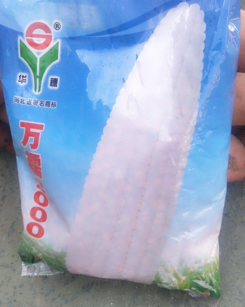 正宗万糯2000玉米种