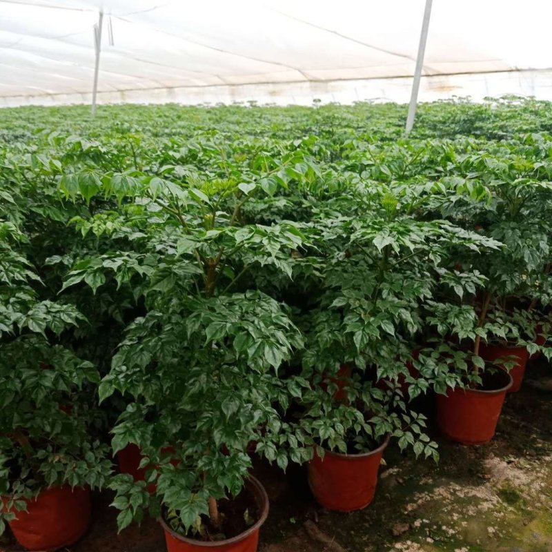 铁兰花，花期长，规格齐全，好管理颜色可选
