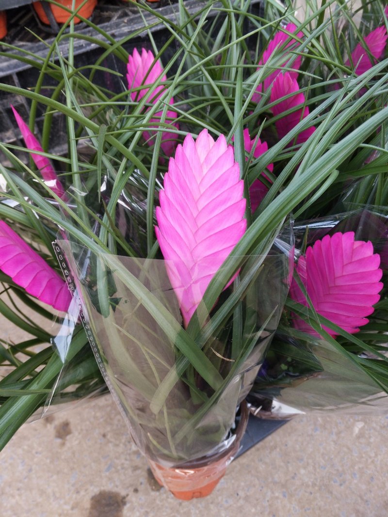 铁兰花，花期长，规格齐全，好管理颜色可选