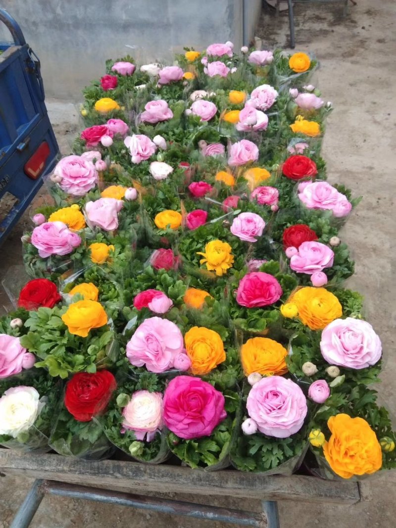 铁兰花，花期长，规格齐全，好管理颜色可选