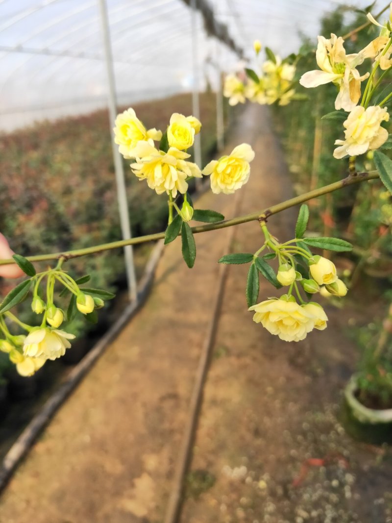黄木香黄木香花基地直发带土球发货量大从优放心苗