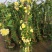 黄木香黄木香花基地直发带土球发货量大从优放心苗
