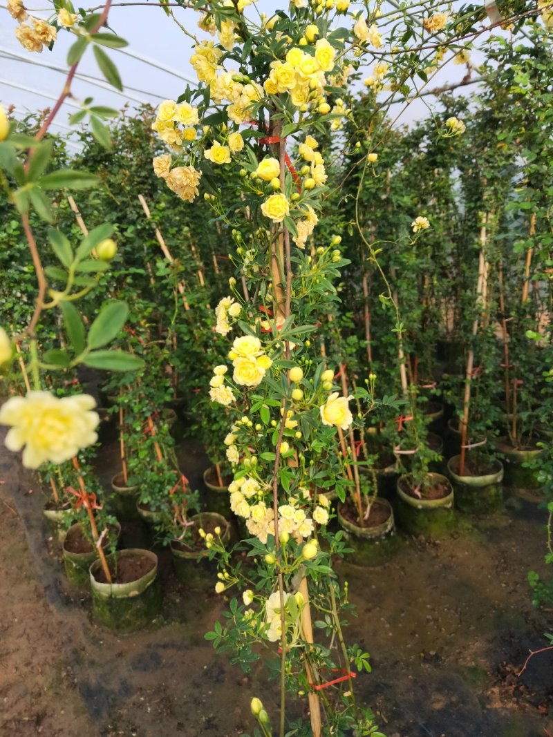 黄木香黄木香花基地直发带土球发货量大从优放心苗