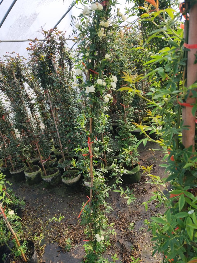 黄木香黄木香花基地直发带土球发货量大从优放心苗