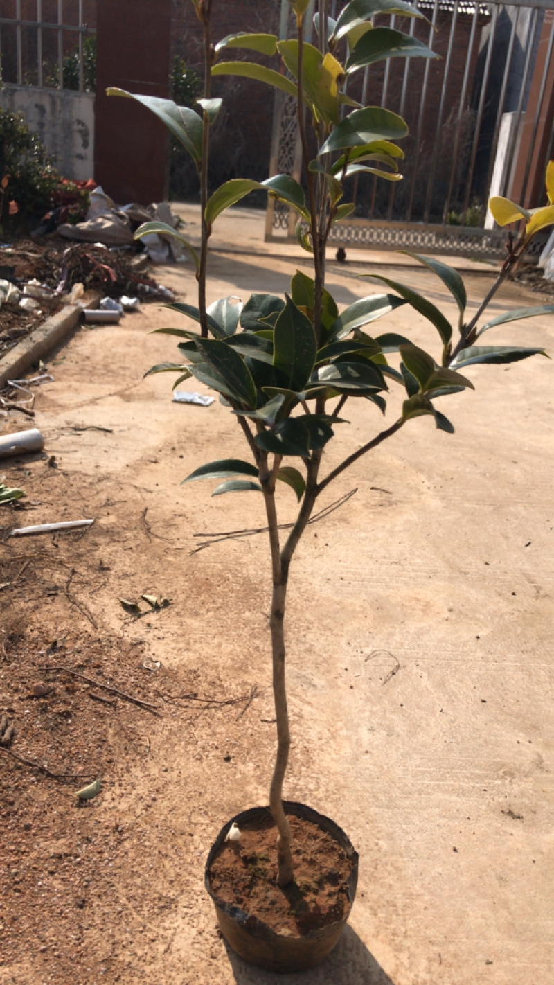茶花茶花苗免费包邮规格齐全提供发票