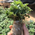 菊花菊花苗鲜菊花免费包邮龙爪菊花基地直销提供发票