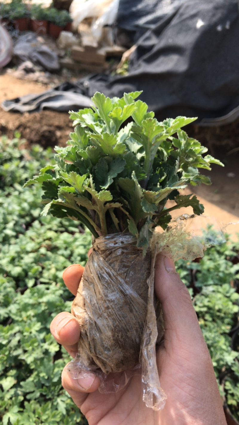 菊花菊花苗鲜菊花免费包邮龙爪菊花基地直销提供发票
