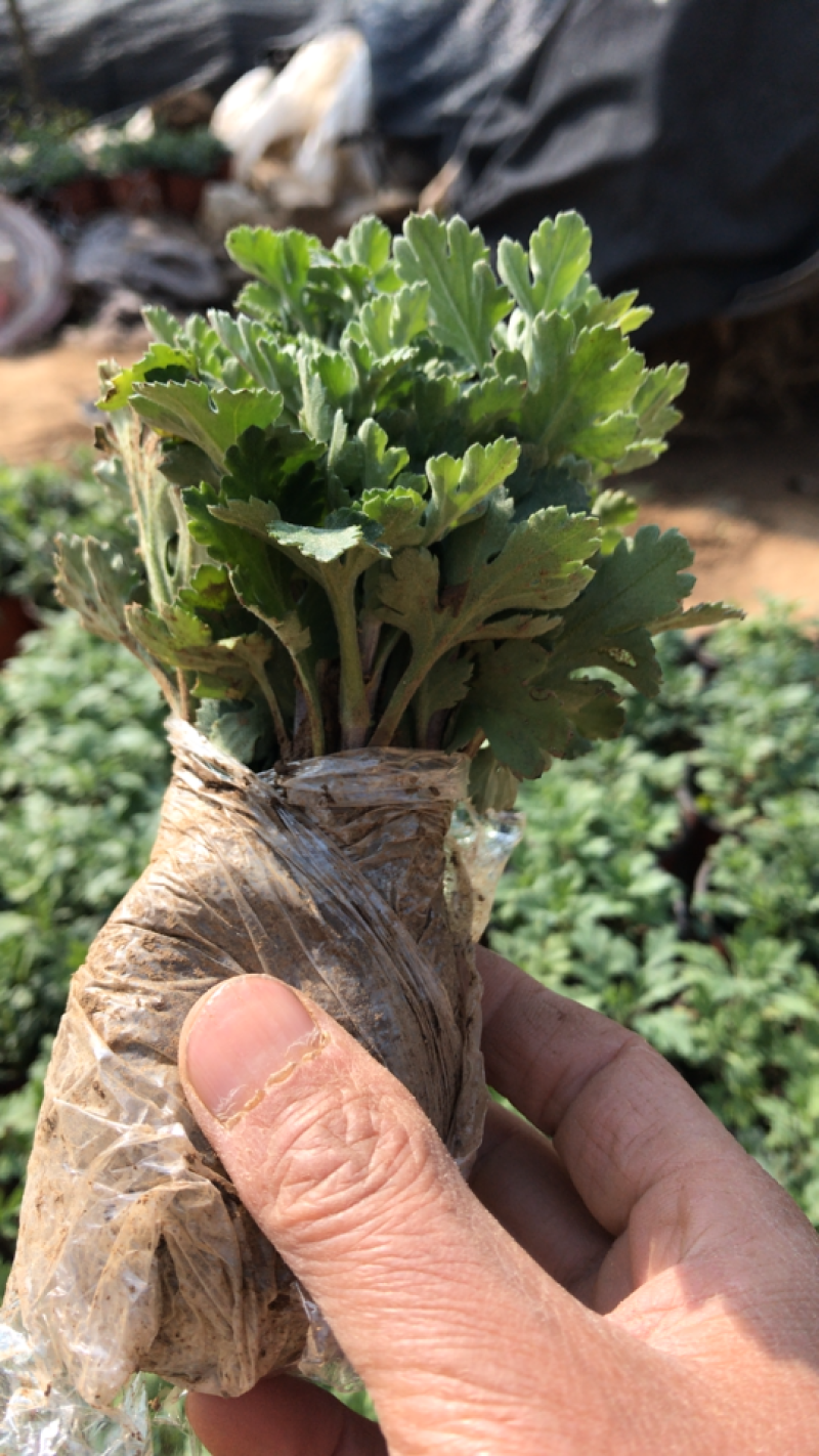 菊花苗菊花鲜菊花免费包邮龙爪菊基地直销提供发票