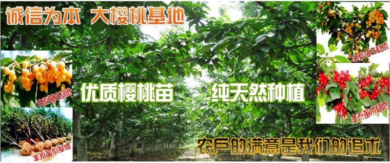 樱桃苗大樱桃苗新品种樱桃苗山东樱桃苗基地质壮苗纯