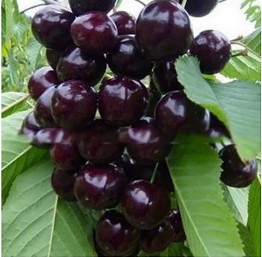 城市公园绿化带中一丛茂密灌木,枝条上挂满成串的黑色小果实,地面散落几颗掉落的果实,一名行人驻足观望但未触碰,场景体现公众对‘长得像樱桃的黑色果子’的好奇与警惕并存的心理状态 城市绿化带中的黑色果实灌木