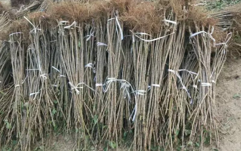 樱桃苗大樱桃苗新品种樱桃苗山东樱桃苗基地质壮苗纯